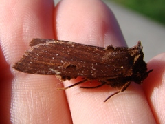 Austramathes purpurea