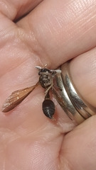 Polybia chrysothorax