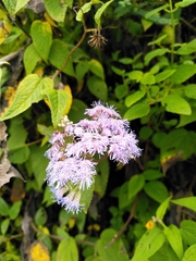 Aristeguietia lamiifolia