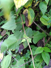 Aristeguietia lamiifolia