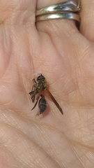 Polybia chrysothorax