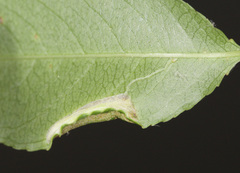 Phyllonorycter propinquinella