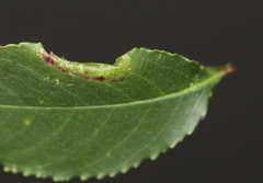 Phyllonorycter propinquinella