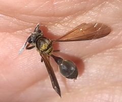 Polybia chrysothorax