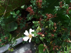 Rosa transmorrisonensis