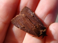 Austramathes purpurea