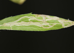 Phytomyza erigeronis