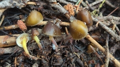 Mycena nivicola