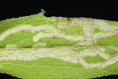 Phytomyza erigeronis