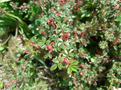 Rosa transmorrisonensis