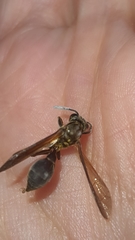 Polybia chrysothorax