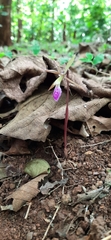 Nervilia infundibulifolia