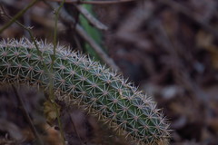 Acanthocereus oaxacensis