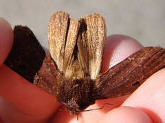 Austramathes purpurea