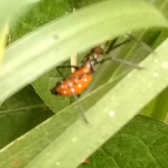 Insecta
