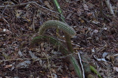 Acanthocereus oaxacensis