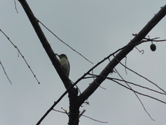 Dryobates callonotus