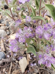 Phacelia humilis