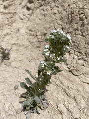 Oreocarya thyrsiflora