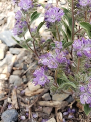 Phacelia humilis
