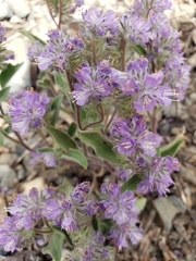 Phacelia humilis