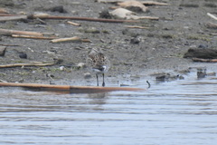 Calidris fuscicollis