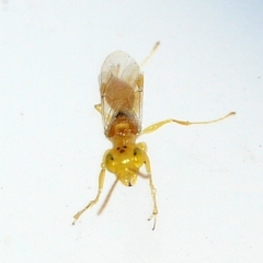 Lonchodryinus flavus