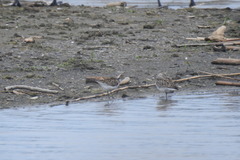 Calidris fuscicollis