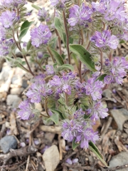 Phacelia humilis