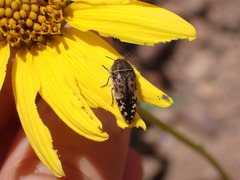 Acmaeodera hepburnii