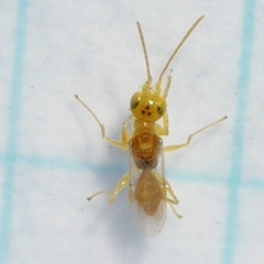 Lonchodryinus flavus