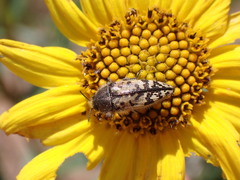Acmaeodera hepburnii