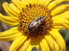 Acmaeodera hepburnii