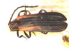 Greenarus thoracicus