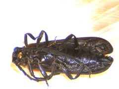 Greenarus thoracicus