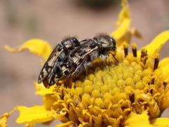 Acmaeodera hepburnii