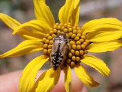 Acmaeodera hepburnii