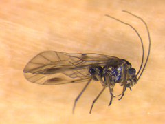 Elipsocus