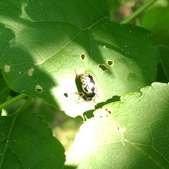 Calligrapha confluens