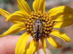 Acmaeodera hepburnii