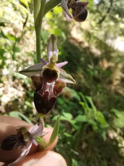 Ophrys scolopax