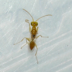 Lonchodryinus flavus