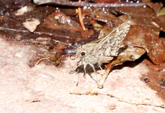 Atrytonopsis python