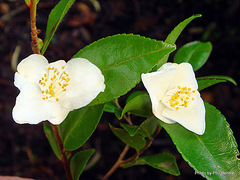 Camellia lutchuensis