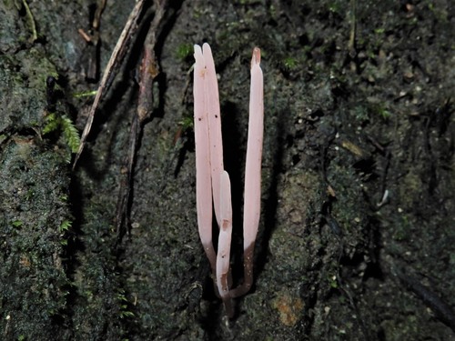 Clavaria roseoviolacea image