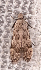 Anacampsis conclusella