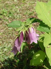 Campanula punctata punctata