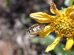 Acmaeodera hepburnii