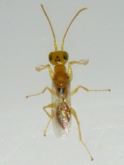 Lonchodryinus flavus