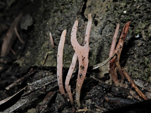 Clavaria roseoviolacea image